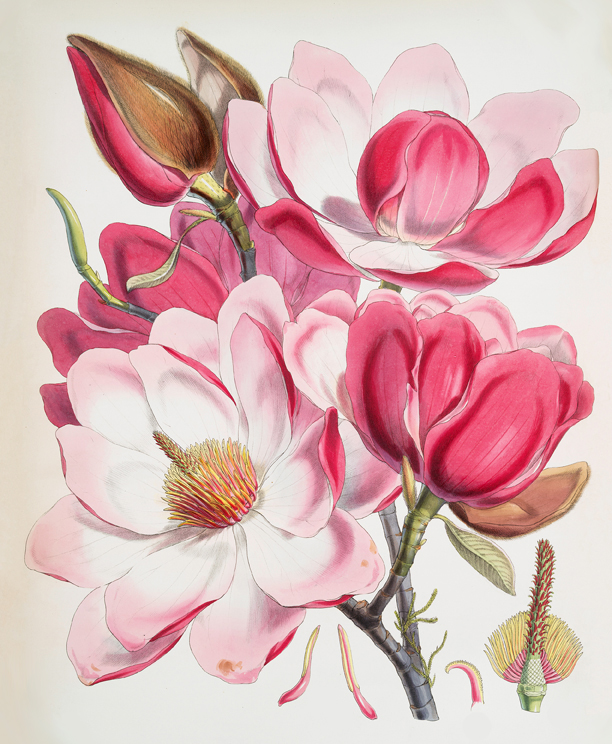 Pink Magnolias Printable sm GraphicsFairy